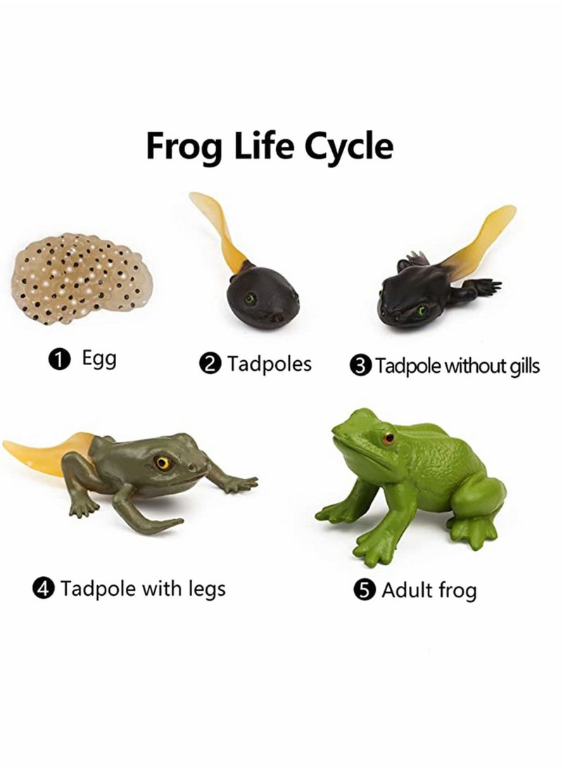 Excefore Frog Toys 5PCS Frog Life Cycle Figures Realistic Frog Life Stages Model Frog Life Cycle Amphibian Learning Toys  - Image 2