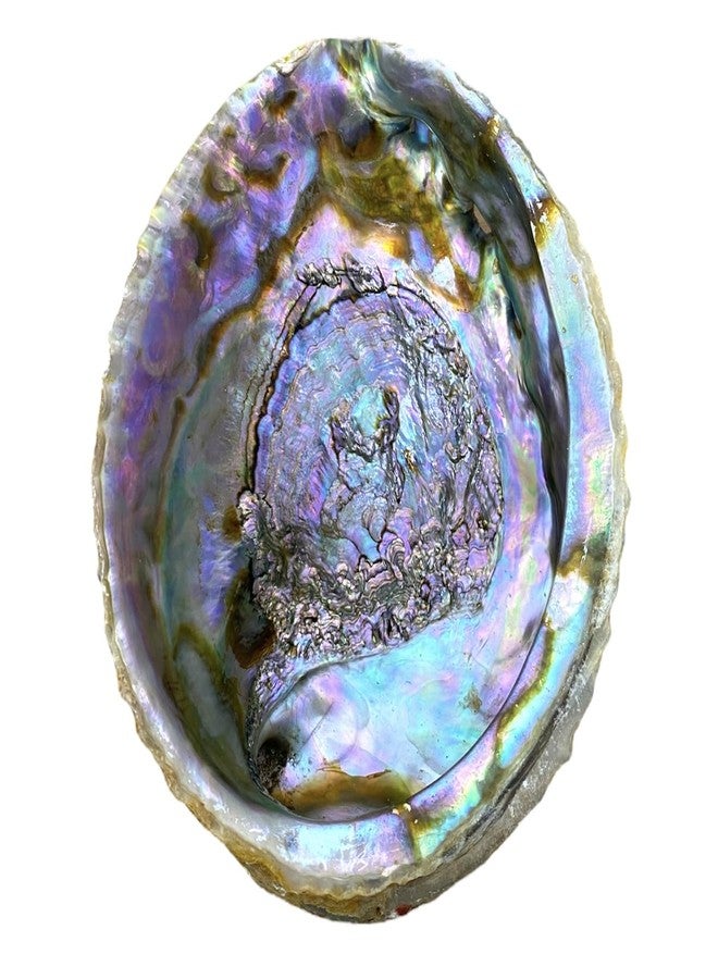 NessaStores Abalone Shell Large 6-7 Inches | Beautiful All Natural Smudge Bowl - Perfect for Smudge Sticks, Incense Sticks and a Sage Smudge Kit. JC-018 - Image 3