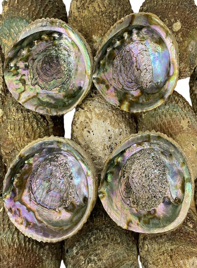 NessaStores Abalone Shell Large 6-7 Inches | Beautiful All Natural Smudge Bowl - Perfect for Smudge Sticks, Incense Sticks and a Sage Smudge Kit. JC-018 - Image 5