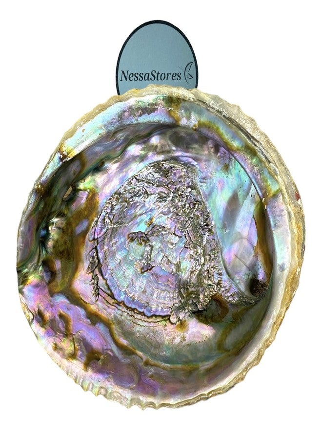 NessaStores Abalone Shell Large 6-7 Inches | Beautiful All Natural Smudge Bowl - Perfect for Smudge Sticks, Incense Sticks and a Sage Smudge Kit. JC-018 - Image 1