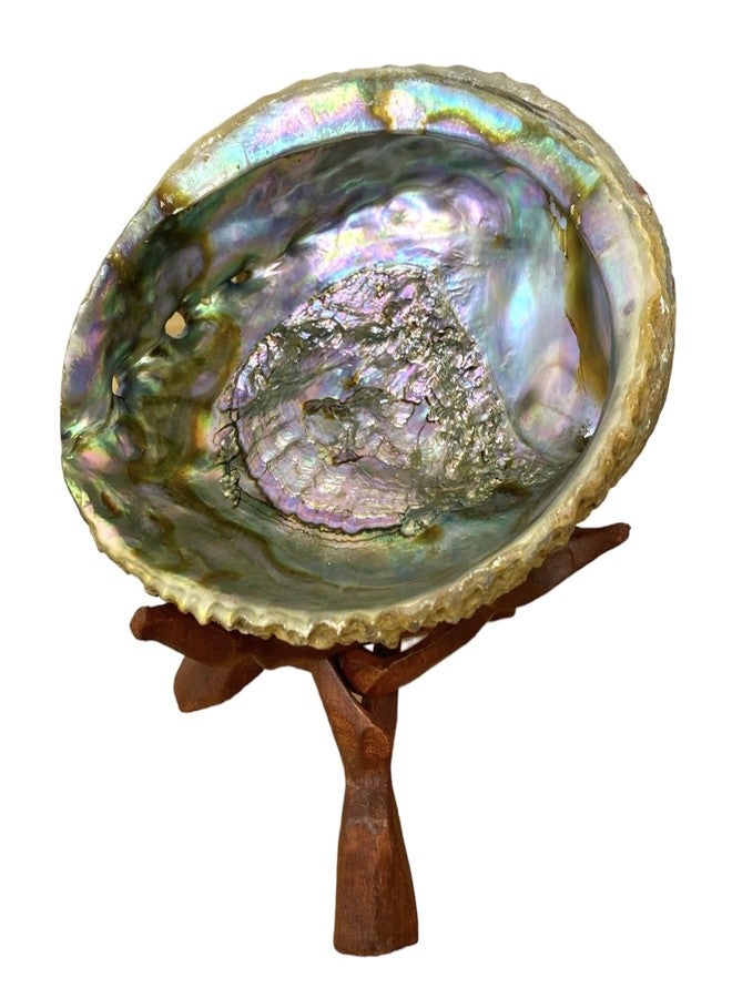 NessaStores Abalone Shell Large 6-7 Inches | Beautiful All Natural Smudge Bowl - Perfect for Smudge Sticks, Incense Sticks and a Sage Smudge Kit. JC-018 - Image 4