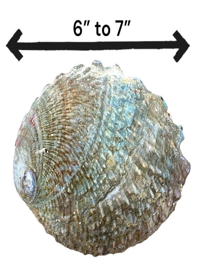 NessaStores Abalone Shell Large 6-7 Inches | Beautiful All Natural Smudge Bowl - Perfect for Smudge Sticks, Incense Sticks and a Sage Smudge Kit. JC-018 - Image 2