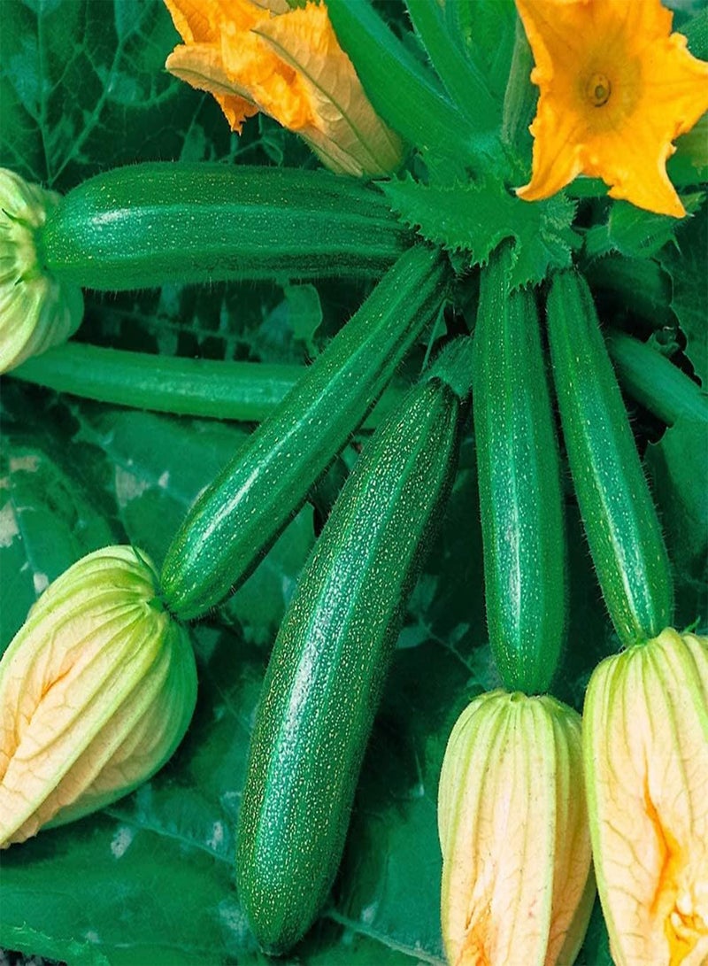 GGOOT Zucchini Seeds,50Pcs/Bag Zucchini Seeds Productive High-yield Lightweight Strong Vitality Fresh Plant Seeds for Patio Green - Image 2