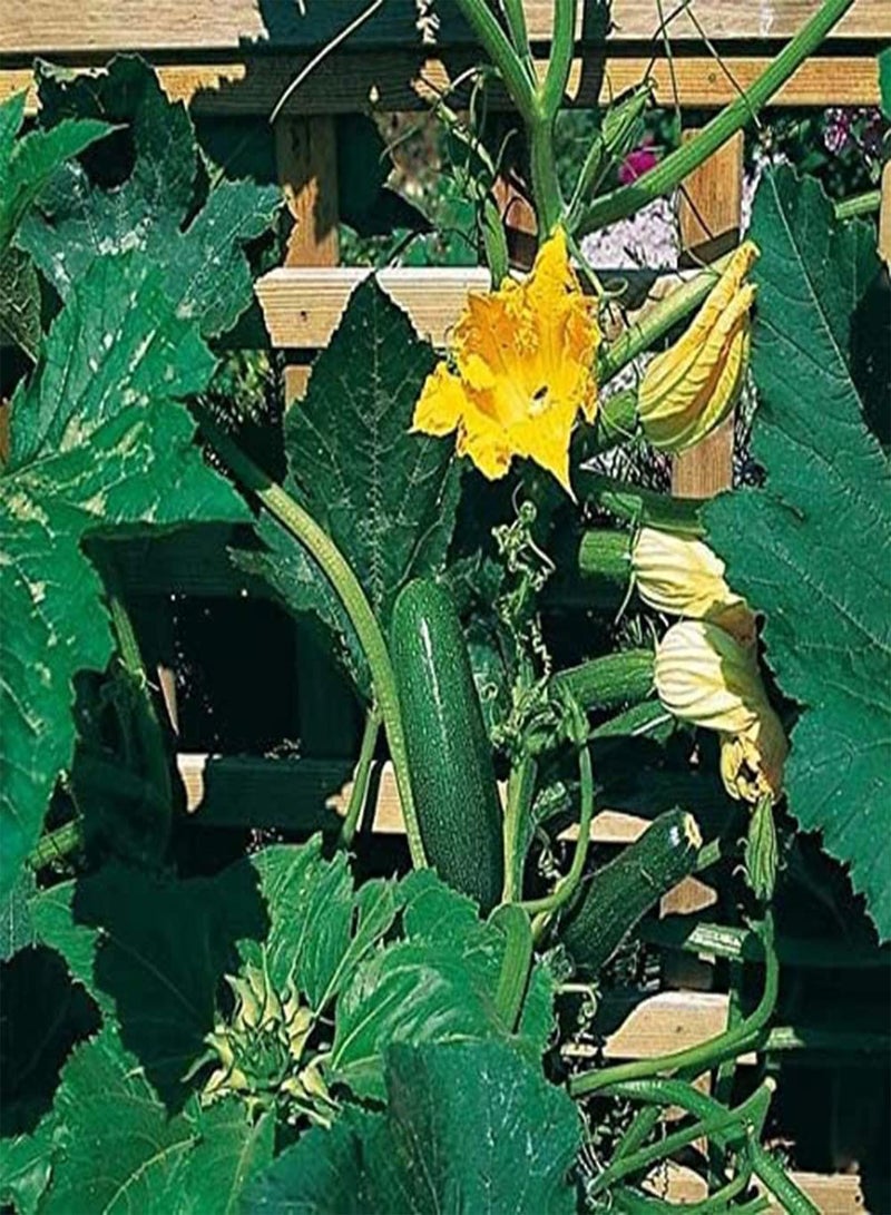 GGOOT Zucchini Seeds,50Pcs/Bag Zucchini Seeds Productive High-yield Lightweight Strong Vitality Fresh Plant Seeds for Patio Green - Image 4