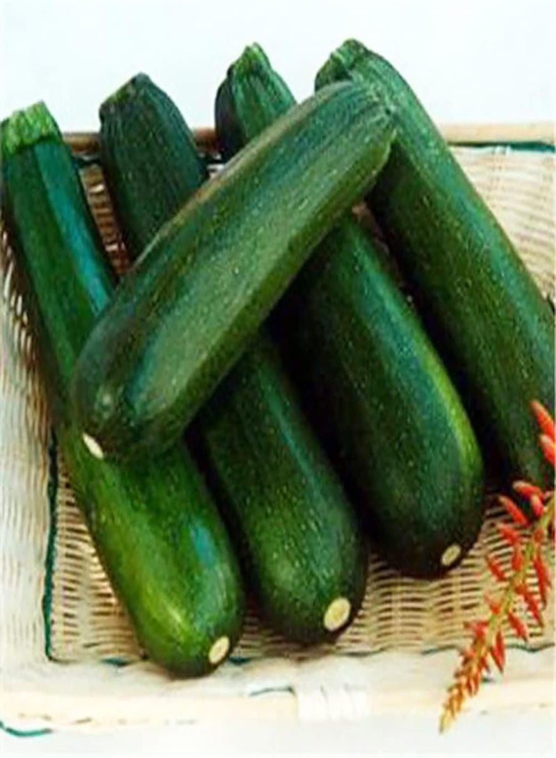 GGOOT Zucchini Seeds,50Pcs/Bag Zucchini Seeds Productive High-yield Lightweight Strong Vitality Fresh Plant Seeds for Patio Green - Image 5