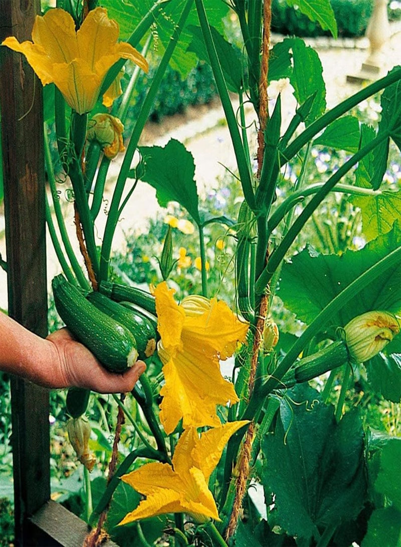 GGOOT Zucchini Seeds,50Pcs/Bag Zucchini Seeds Productive High-yield Lightweight Strong Vitality Fresh Plant Seeds for Patio Green - Image 3