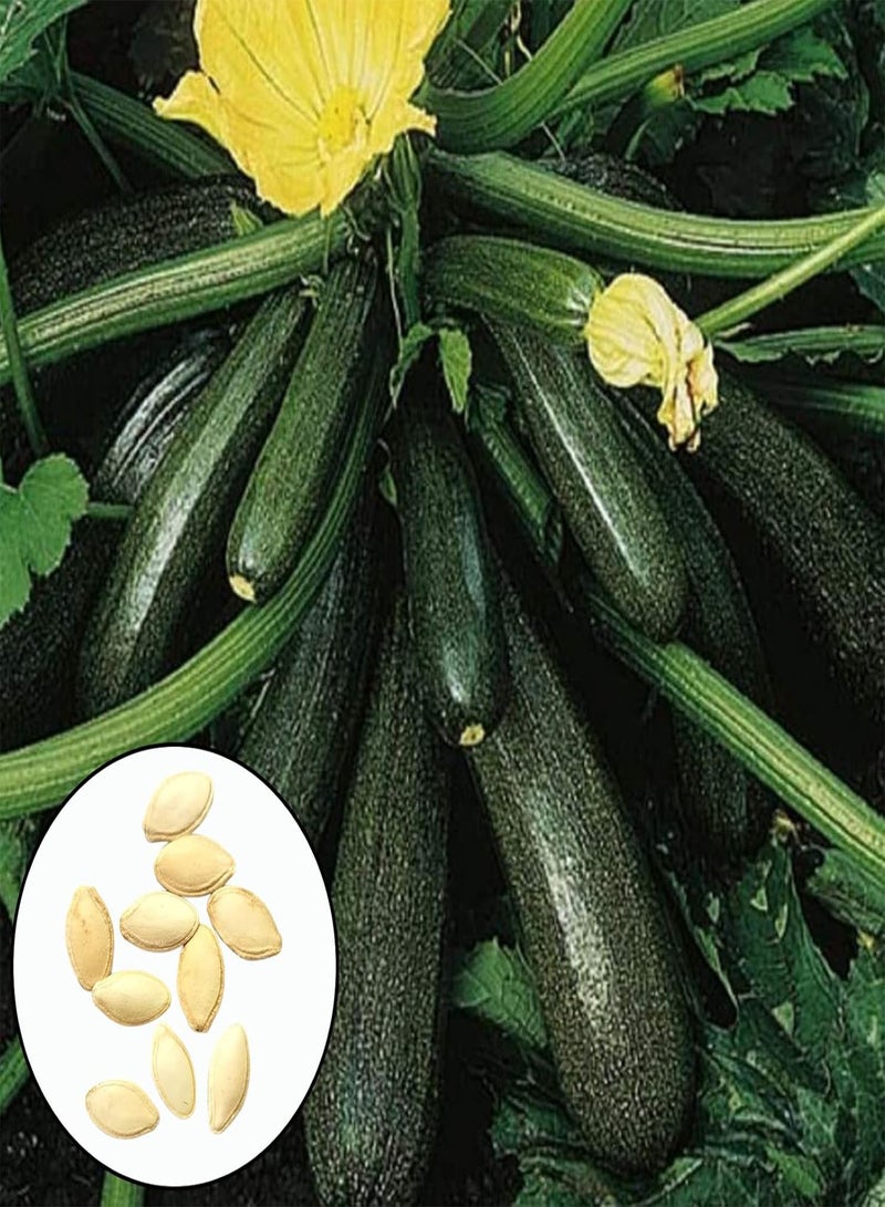 GGOOT Zucchini Seeds,50Pcs/Bag Zucchini Seeds Productive High-yield Lightweight Strong Vitality Fresh Plant Seeds for Patio Green - Image 1