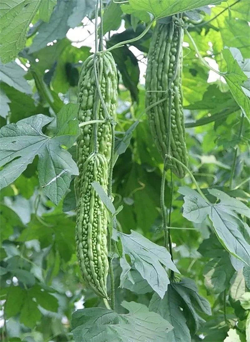 GGOOT 30pcs Groene Bittere Kalebas Zaden Jaarlijkse Tuin Patio Planten Gemakkelijk Te Onderhouden Oogpcs Perfect Voor Beginners in combinatie Met Andere Groenten - Image 2