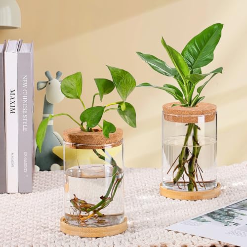 Big Gun Biggun Plants Propagation Station - 2Pcs Desktop Plant Terrarium Glass Hydroponic Vases, Water Plant Jars, Gardening Gifts for Women Mom Plant Lovers (Thick Straight Shape, Separated Tray Style) - Image 3