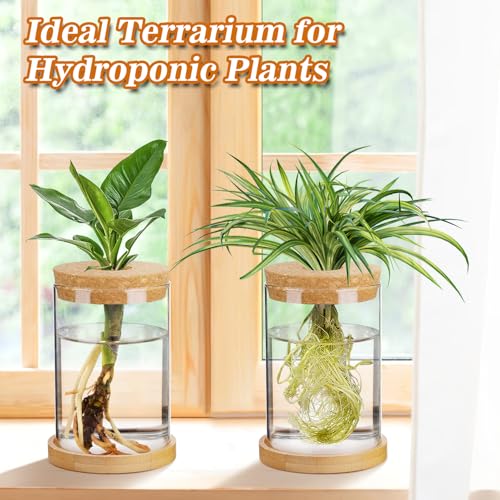 Big Gun Biggun Plants Propagation Station - 2Pcs Desktop Plant Terrarium Glass Hydroponic Vases, Water Plant Jars, Gardening Gifts for Women Mom Plant Lovers (Thick Straight Shape, Separated Tray Style) - Image 4
