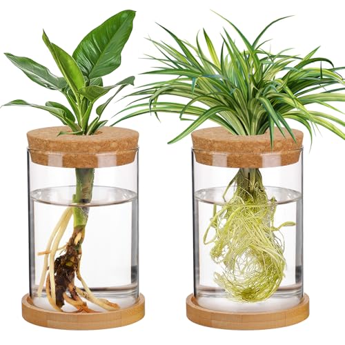 Big Gun Biggun Plants Propagation Station - 2Pcs Desktop Plant Terrarium Glass Hydroponic Vases, Water Plant Jars, Gardening Gifts for Women Mom Plant Lovers (Thick Straight Shape, Separated Tray Style) - Image 1