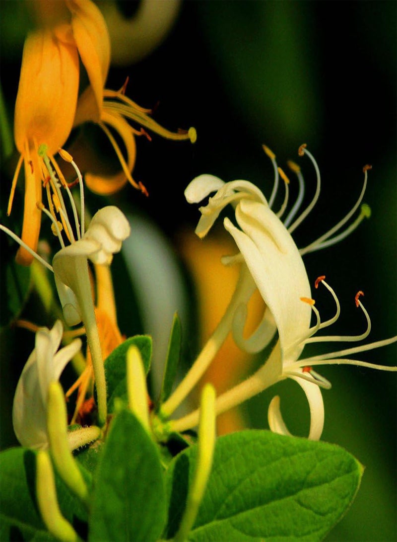 جي جوت 50 قطعة من بذور زهر العسل، أزهار عطرية، نباتات عشبية، ديكور حديقة المنزل، بونساي - Image 4