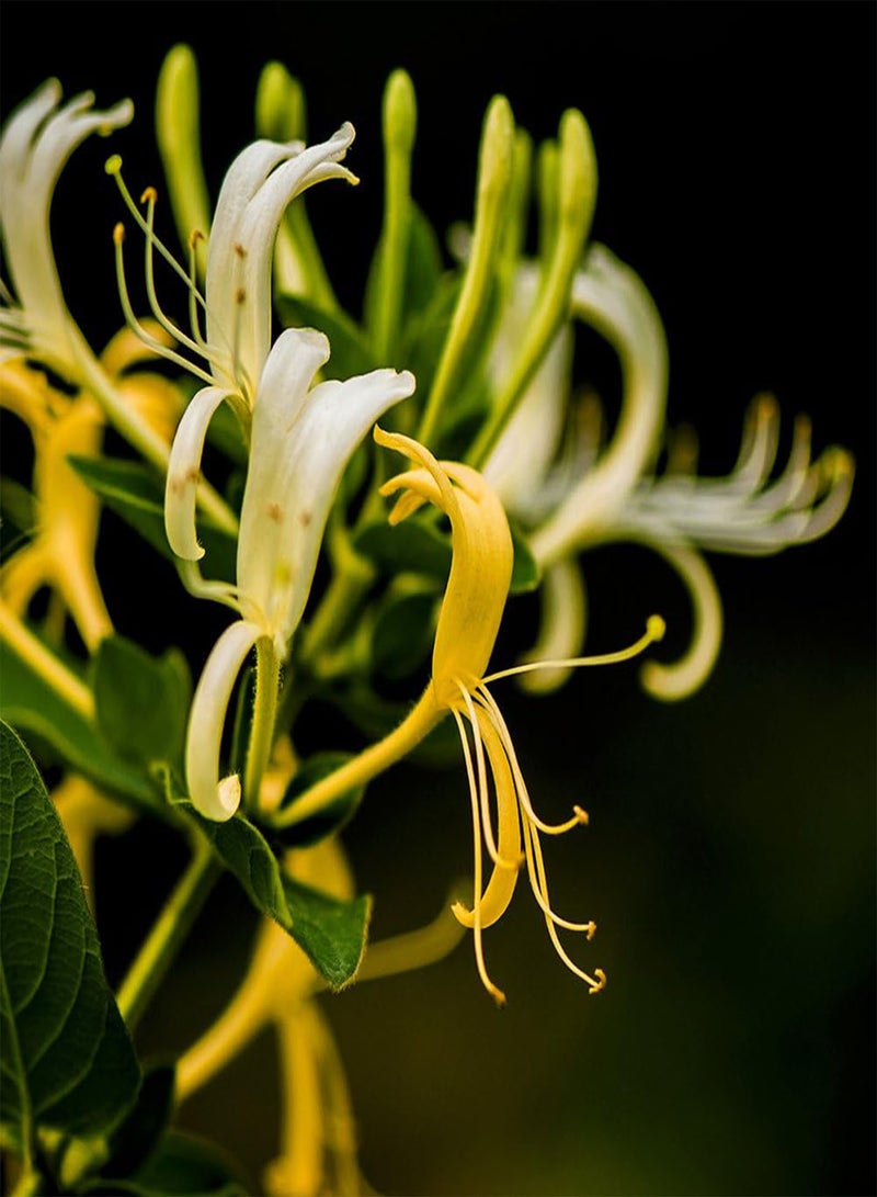 جي جوت 50 قطعة من بذور زهر العسل، أزهار عطرية، نباتات عشبية، ديكور حديقة المنزل، بونساي - Image 2