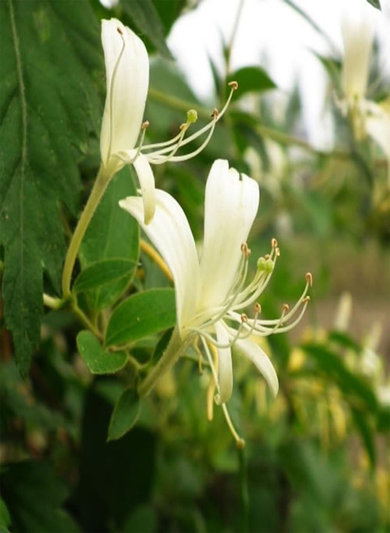 جي جوت 50 قطعة من بذور زهر العسل، أزهار عطرية، نباتات عشبية، ديكور حديقة المنزل، بونساي - Image 5