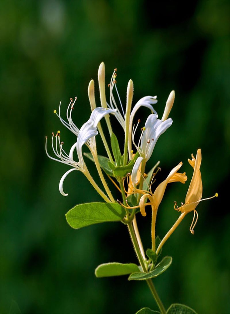 جي جوت 50 قطعة من بذور زهر العسل، أزهار عطرية، نباتات عشبية، ديكور حديقة المنزل، بونساي - Image 3