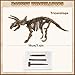 VIBIRIT Dig Up Dinosaurs Skeleton SetDinosaur Digging Fossil Kit Model ToysExcavation Kits for kids512yearEducational Realistic Toys for KidsBoysGirls - Image 3