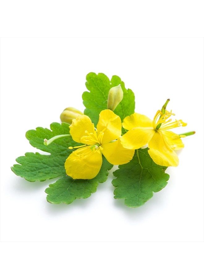 Biokoma Pure and Natural Celandine Dried Herb 50g (1.76oz) in Resealable Moisture Proof Pouch - Image 3