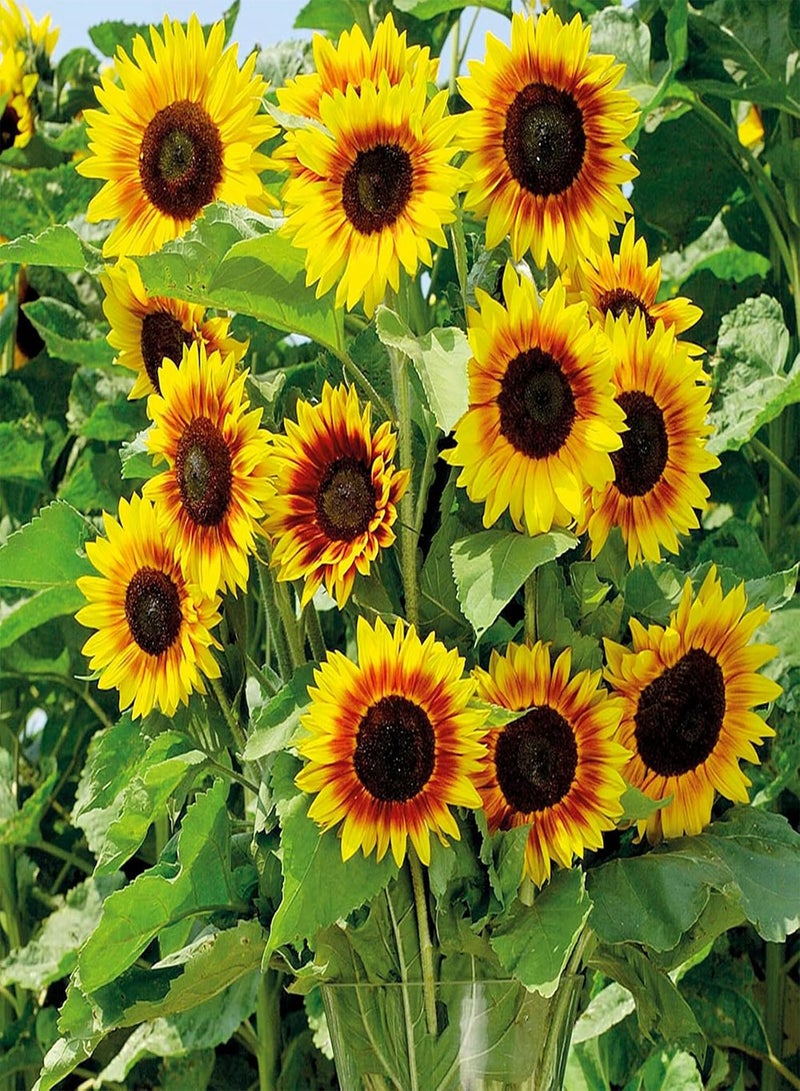 GGOOT High Germination Rate,Gardening Essentials,Sunflower Seeds,Sun Flower,Bee plant-300 pcs - Image 1