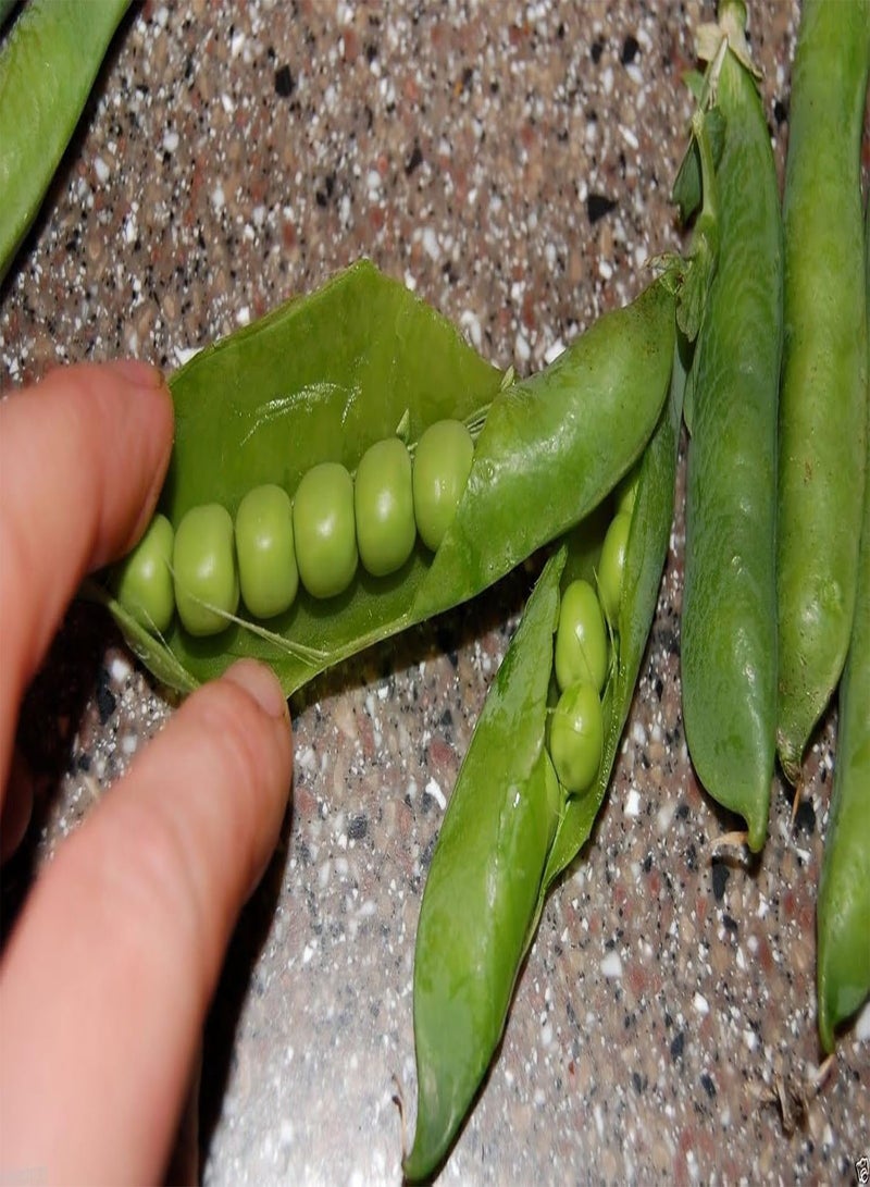 GGOOT , Productive warm weather pea with cold tolerance.300 Seed ! - Image 1