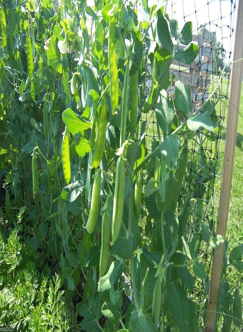 GGOOT , Productive warm weather pea with cold tolerance.300 Seed ! - Image 3