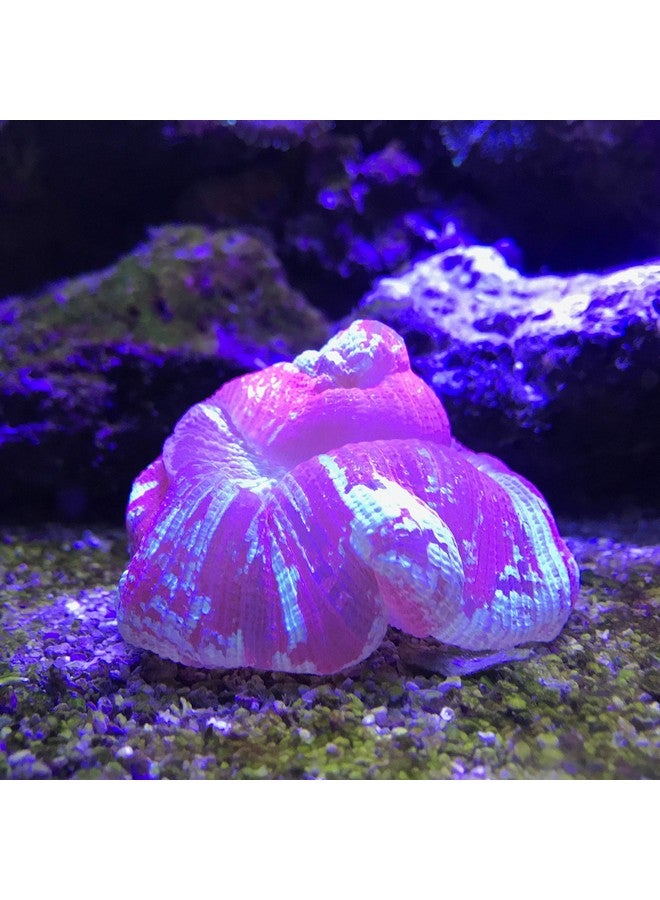 سي تشيم ريف بلس 500 مل - Image 4