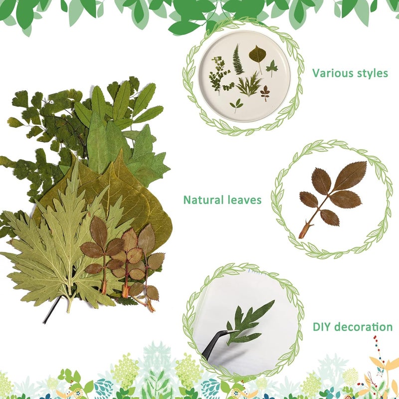 Timtin 84 Pieces Dried Pressed Leaves Flowers for Resin Mini Dried Flowers for Crafts Greenery Assorted for Art DIY Handmade Bookmarks 4 Bags(Classic Style) - Image 2