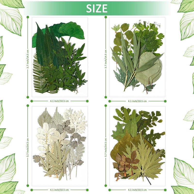 Timtin 84 Pieces Dried Pressed Leaves Flowers for Resin Mini Dried Flowers for Crafts Greenery Assorted for Art DIY Handmade Bookmarks 4 Bags(Classic Style) - Image 5