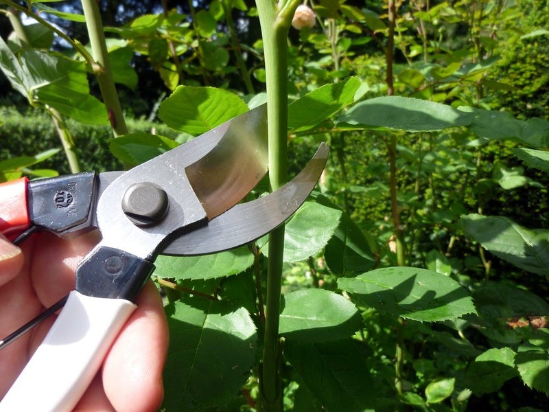 Okatsune Pruning Shears Unique 8.3 inches (210 mm) (Blister) No. 104 - Image 5