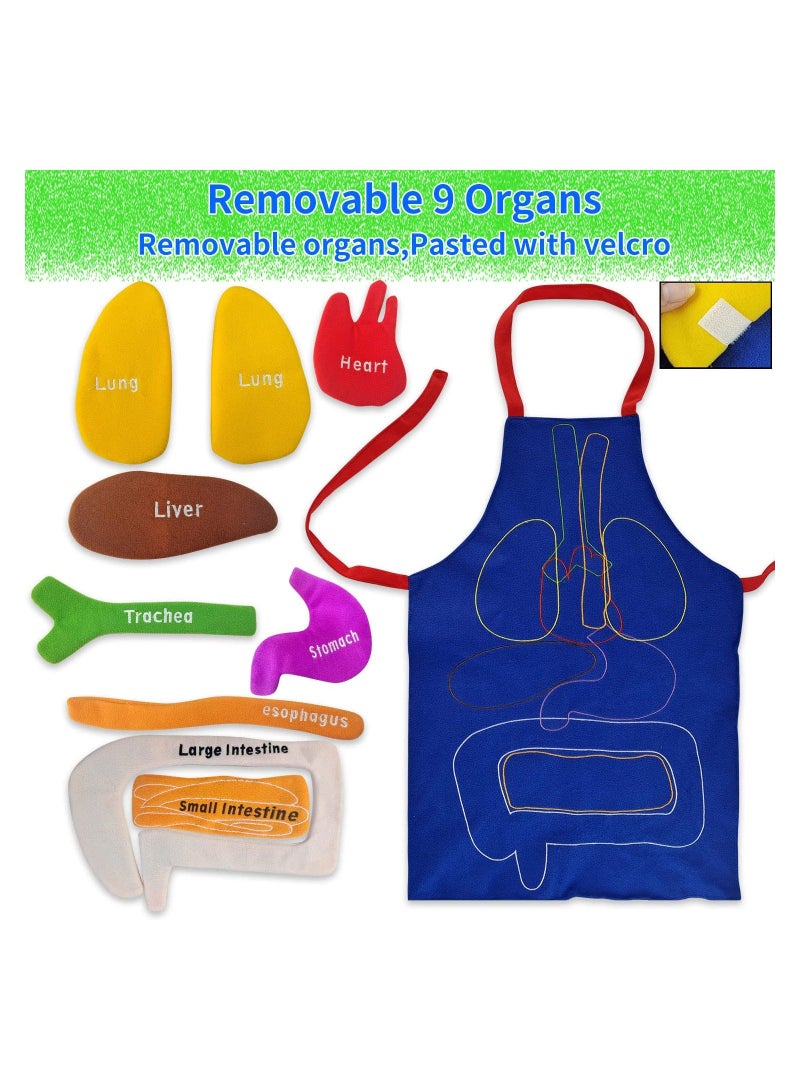 XiuWoo Human Body Organs Apron Awareness Educational Tool Toy for Kids - Image 5