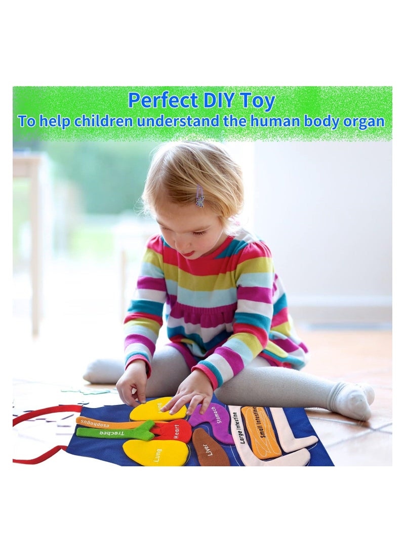 XiuWoo Human Body Organs Apron Awareness Educational Tool Toy for Kids - Image 4