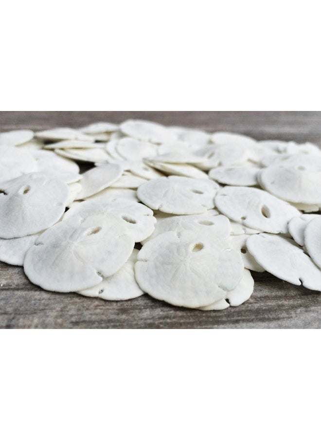 Nautical Crush Trading - Sand Dollar - Real Sand Dollars - 0.50" to 0.75" (50pk) - Sand Dollar Shells - Wedding Seashell Craft - Sand Dollars for Crafts - Sand Dollar Ornaments - Sand Dollars Bulk - Tiny Sand Dollar - Image 1