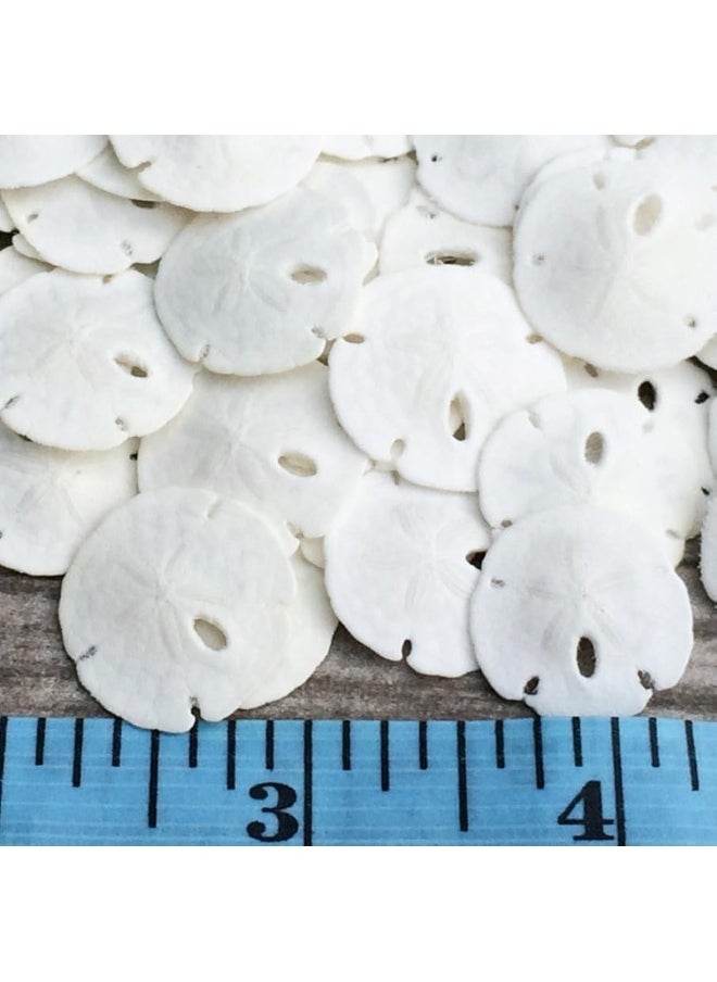 Nautical Crush Trading - Sand Dollar - Real Sand Dollars - 0.50" to 0.75" (50pk) - Sand Dollar Shells - Wedding Seashell Craft - Sand Dollars for Crafts - Sand Dollar Ornaments - Sand Dollars Bulk - Tiny Sand Dollar - Image 1