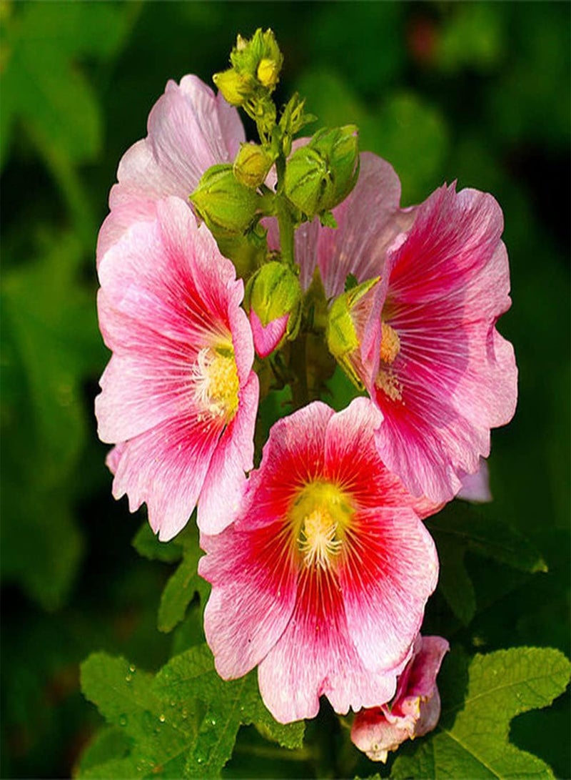 جي جوت 200 قطعة من بذور الخبيزة، باقات وردية أنيقة وجميلة لتزيين شرفة المنزل، سهلة الزراعة، صيانة منخفضة مناسبة للمبتدئين - Image 1