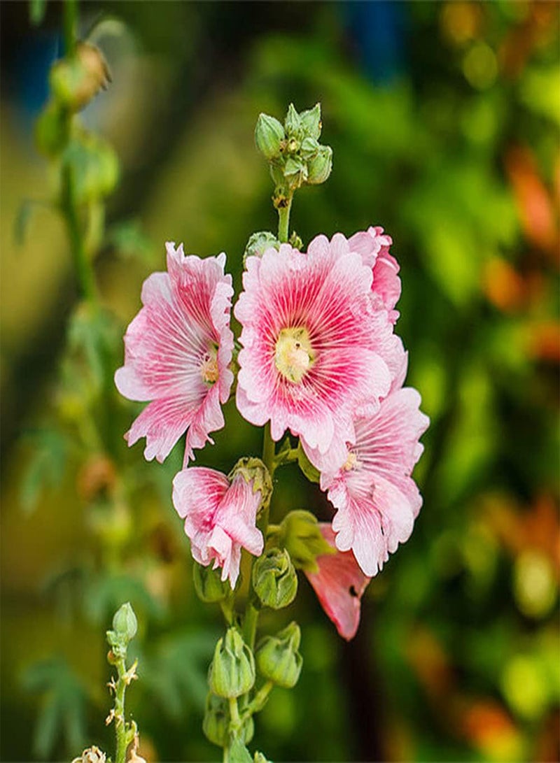 جي جوت 200 قطعة من بذور الخبيزة، باقات وردية أنيقة وجميلة لتزيين شرفة المنزل، سهلة الزراعة، صيانة منخفضة مناسبة للمبتدئين - Image 2