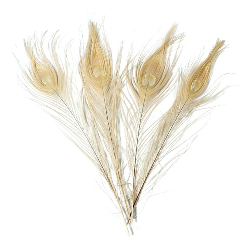 FeathersPlumeHgshow 20 Pcs Bleached  Dyeing Peacock Feather 1012 inches