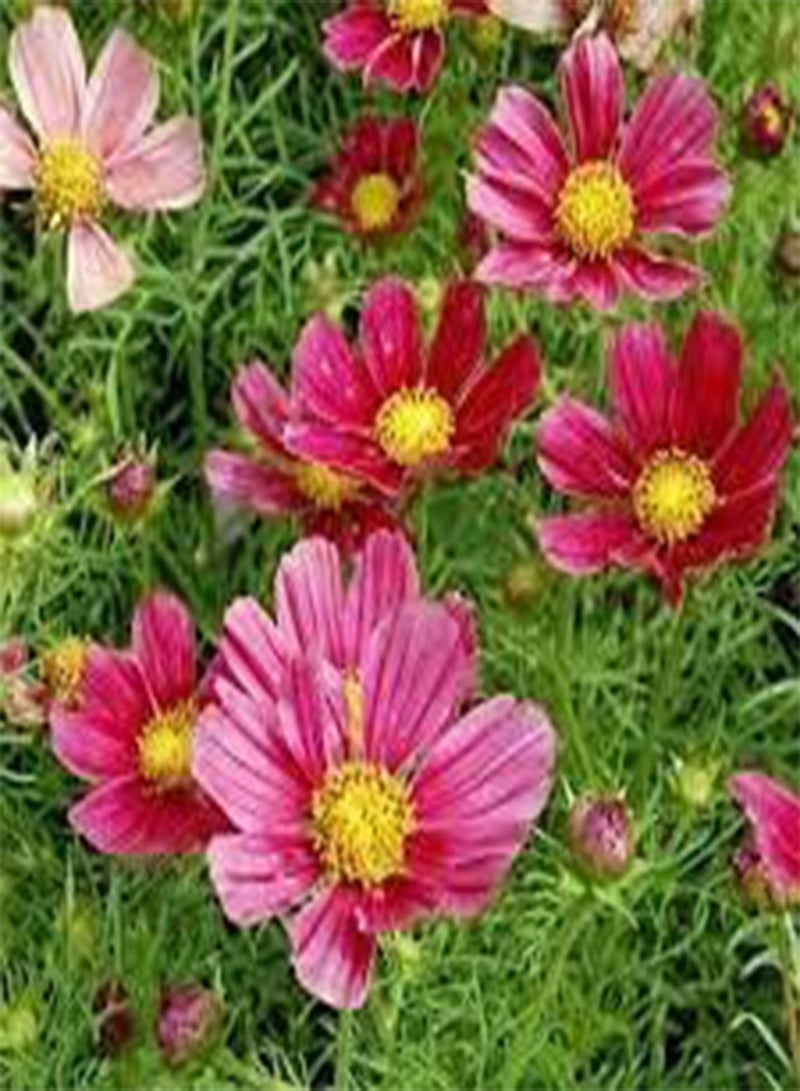 GGOOT Wild Flower Seeds UK Multi Color Gift Garden Butterfly Grow Your own More Than 21 Mix of Flowers in Pack Flowers Grow 20 cm to 60 cm (250g)  - Image 3