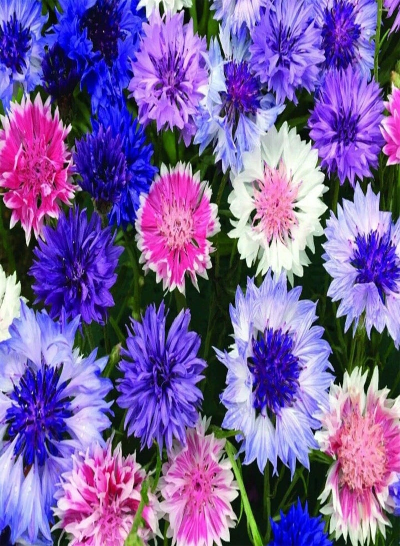 GGOOT Wild Flower Seeds UK Multi Color Gift Garden Butterfly Grow Your own More Than 21 Mix of Flowers in Pack Flowers Grow 20 cm to 60 cm (250g)  - Image 2