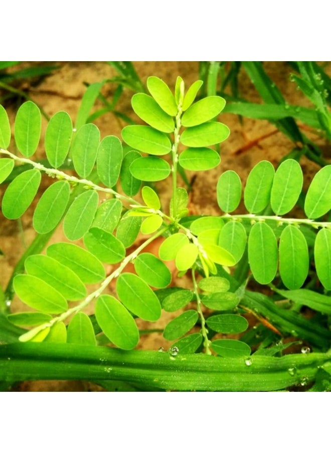 SVATV - Bhumi Amla Powder, Phyllanthus Niruri & Chanca Piedra 8 oz - Image 1