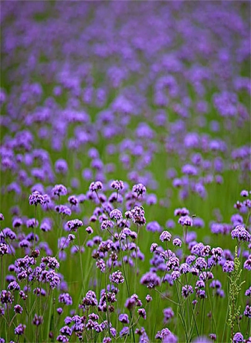 جي جوت بذور نبات اللويزة (الفيربينا) للمملكة المتحدة/يمكن أن تزهر بأعداد كبيرة/هدية لمجموعة حديقة المنزل/أزهار معطرة - ١٠٠ قطعة - Image 1