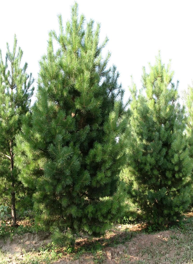 جي جوت بذور شجر الصنوبر للزراعة الخارجية، حصاد جيد، مليئة بالحيوية، بذور خضراء للشرفة، مقاس واحد - Image 5