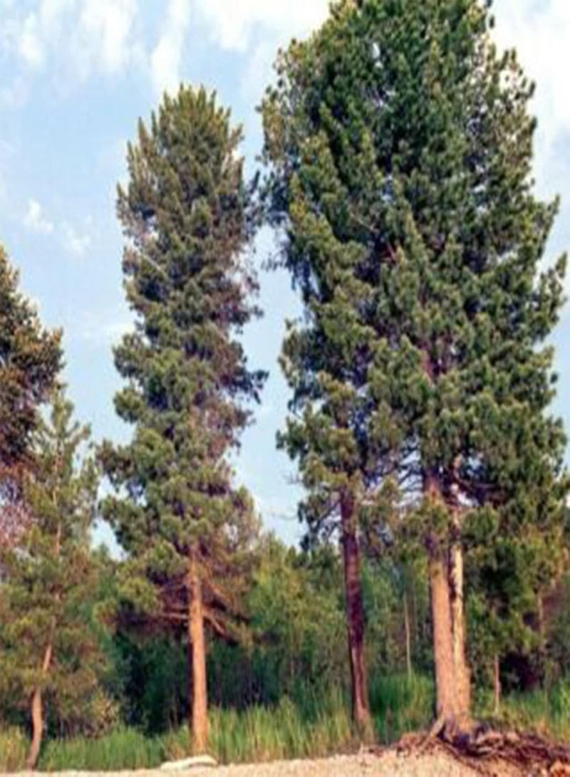 جي جوت بذور شجر الصنوبر للزراعة الخارجية، حصاد جيد، مليئة بالحيوية، بذور خضراء للشرفة، مقاس واحد - Image 3