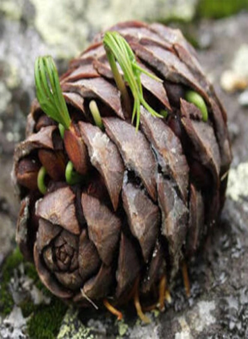 جي جوت بذور شجر الصنوبر للزراعة الخارجية، حصاد جيد، مليئة بالحيوية، بذور خضراء للشرفة، مقاس واحد - Image 1