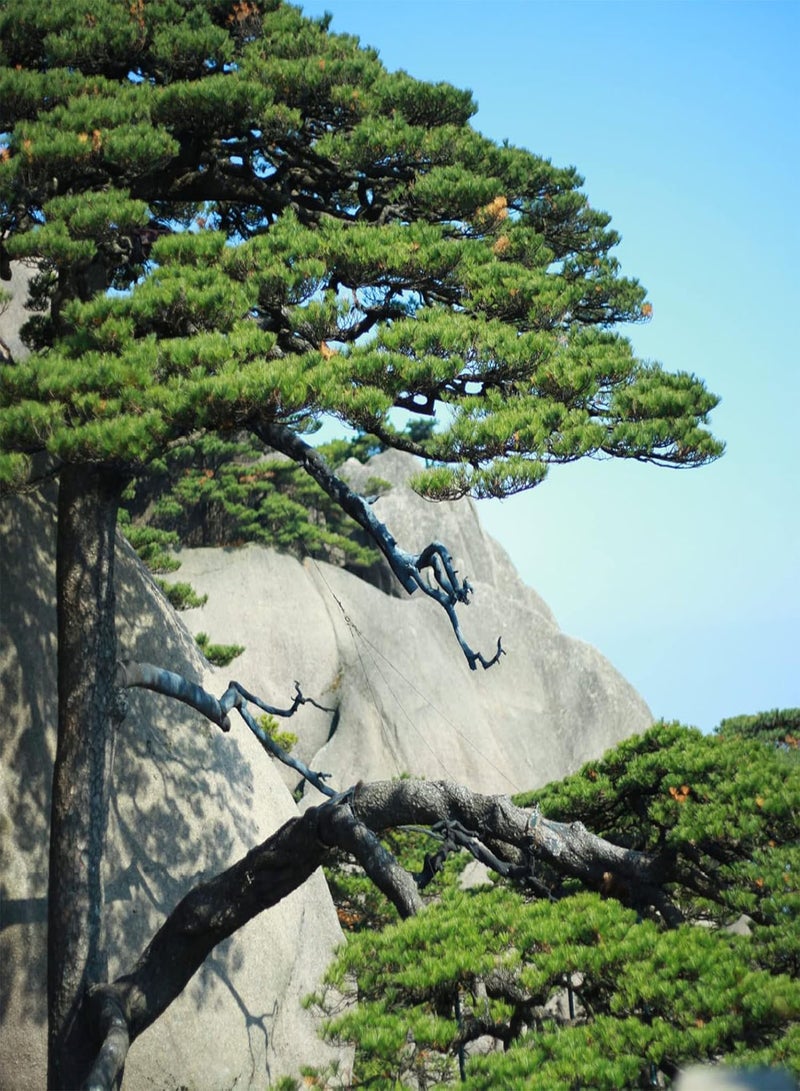 جي جوت بذور شجر الصنوبر للزراعة الخارجية، حصاد جيد، مليئة بالحيوية، بذور خضراء للشرفة، مقاس واحد - Image 4