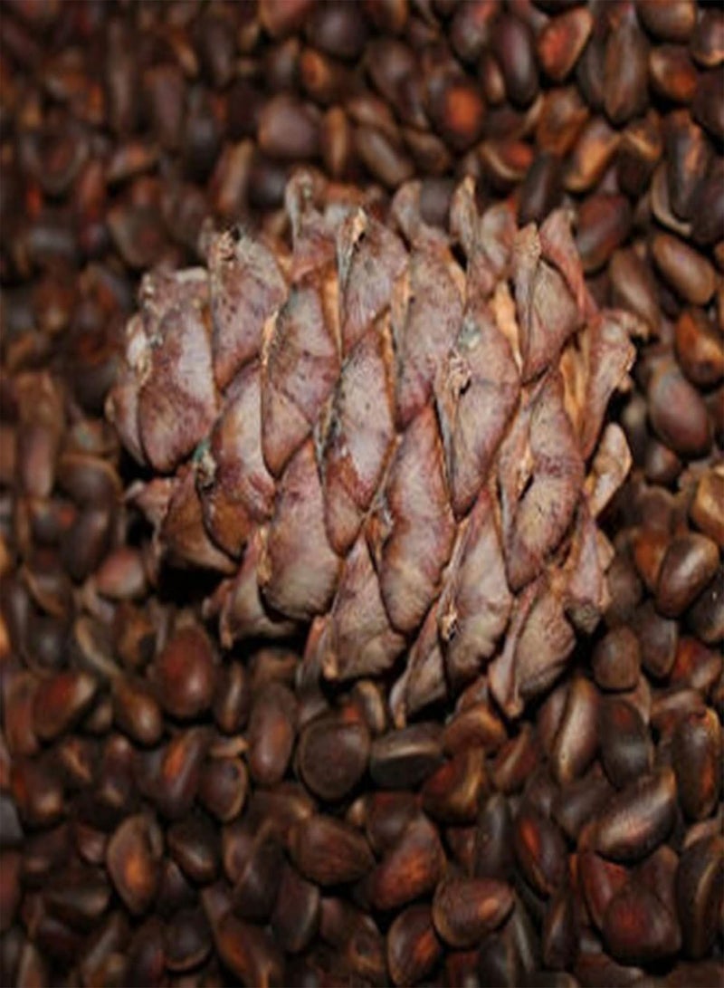 جي جوت بذور شجر الصنوبر للزراعة الخارجية، حصاد جيد، مليئة بالحيوية، بذور خضراء للشرفة، مقاس واحد - Image 2