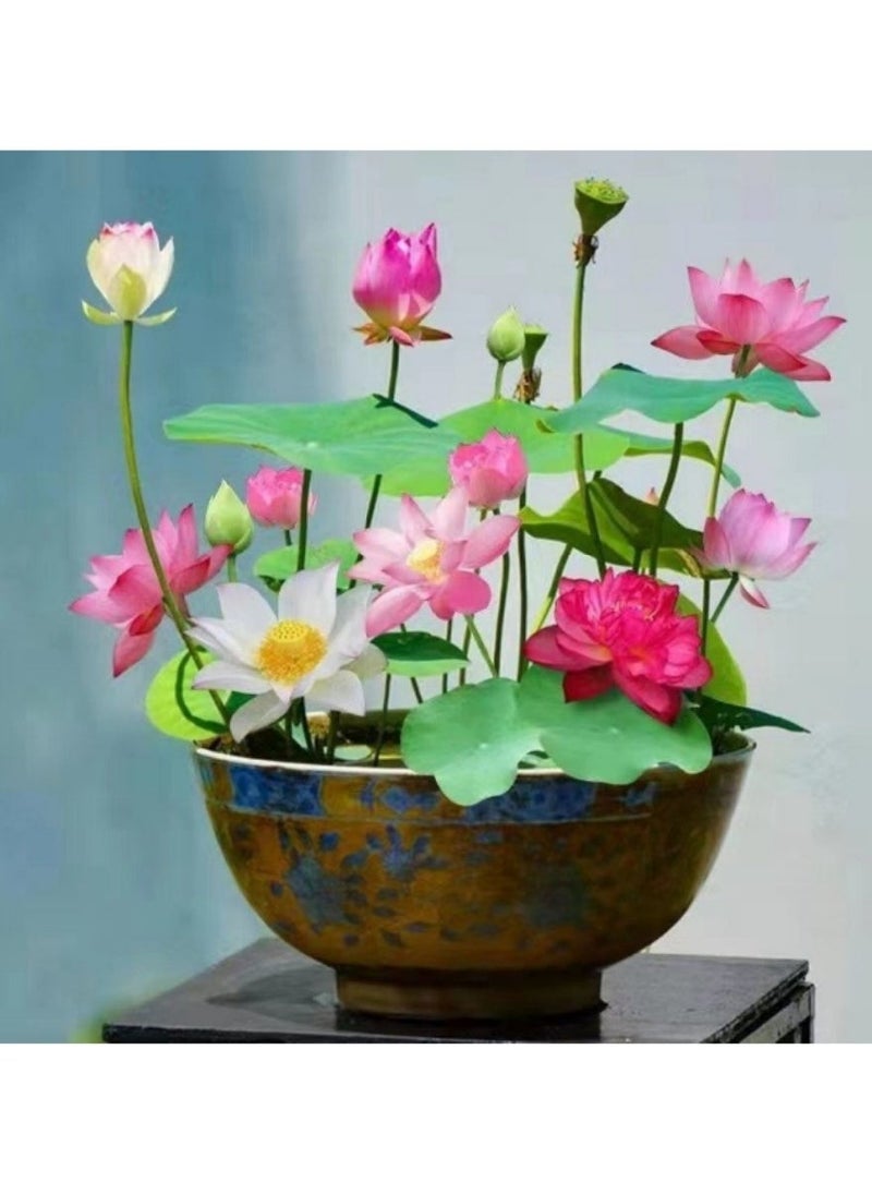 Generic 50 Pcs Mixed Bonsai Lotus Flower Seeds Mixed Color Water Lily Flower Plant Fresh Garden Seeds,for Growing Seeds in The Garden - Image 3