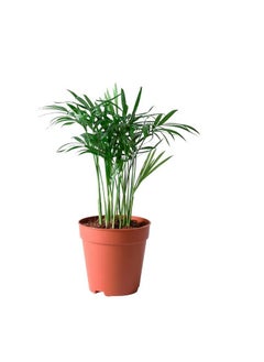Generic CHAMAEDOREA ELEGANS Potted plant, Parlour palm, 9 cm 