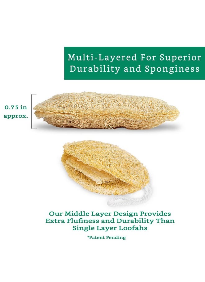 LooLife - Natural Loofah Sponge (4 Pack) Loofah Exfoliating Body Scrubber Biodegradable Loofah Organic Natural Loofah Luffa Sponges Loofah Pad - Image 1