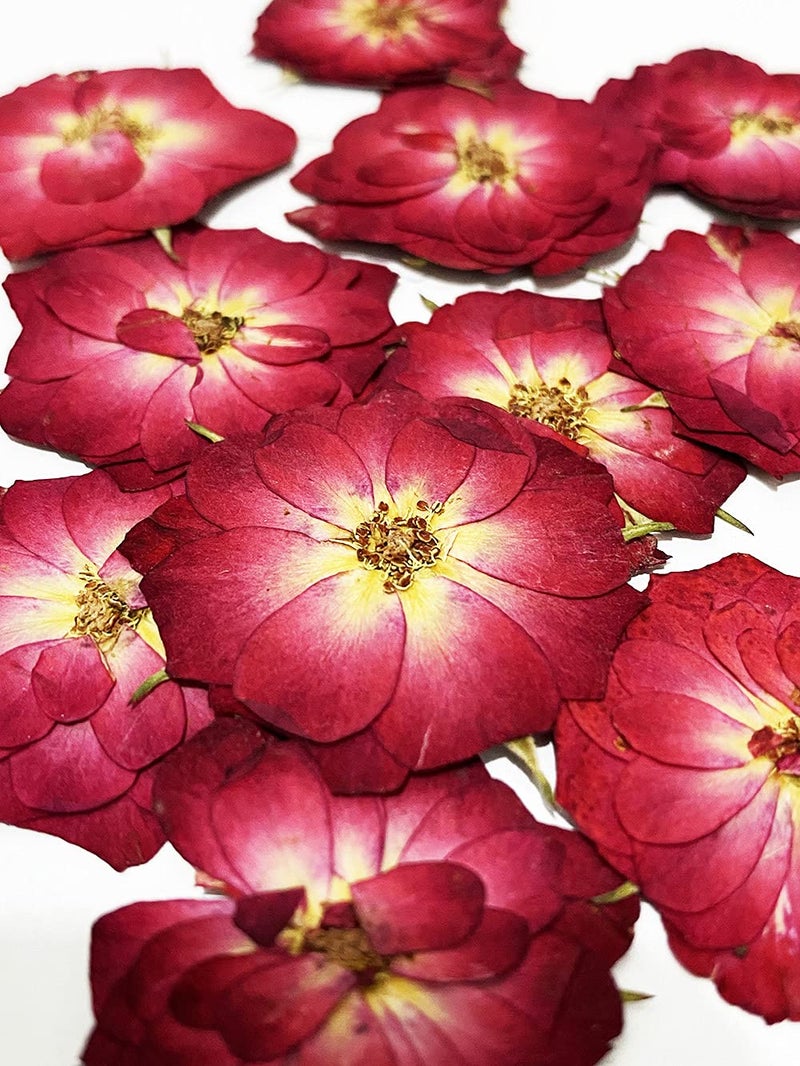 UOKWIWI UOKWIWI 20 pcs Mini Rose Real Natural Dried Pressed Flowers for Resin Art Decors Craft DIY 