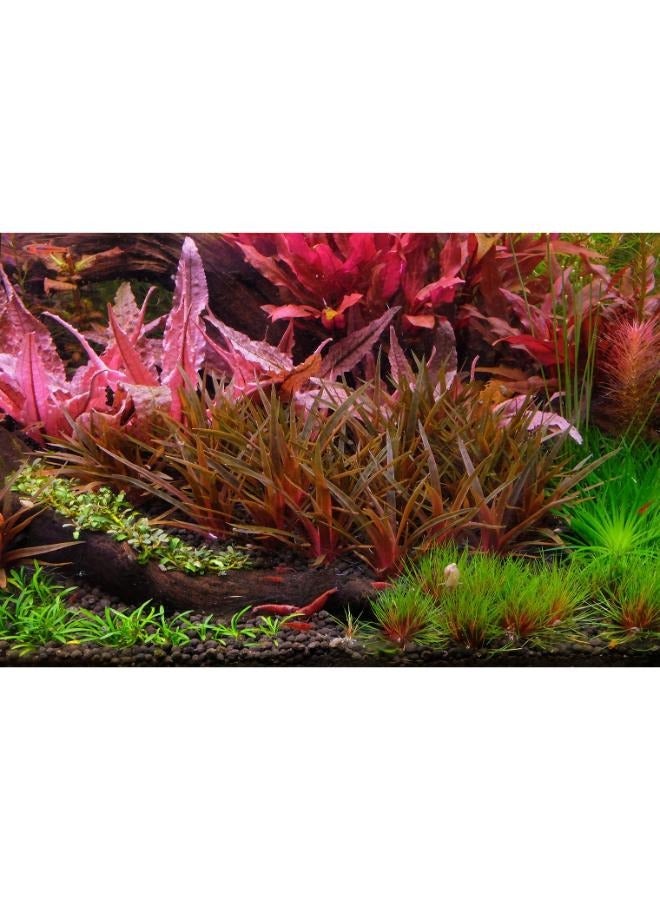 Apt 2Hr Aquarist APT Complete - Image 5