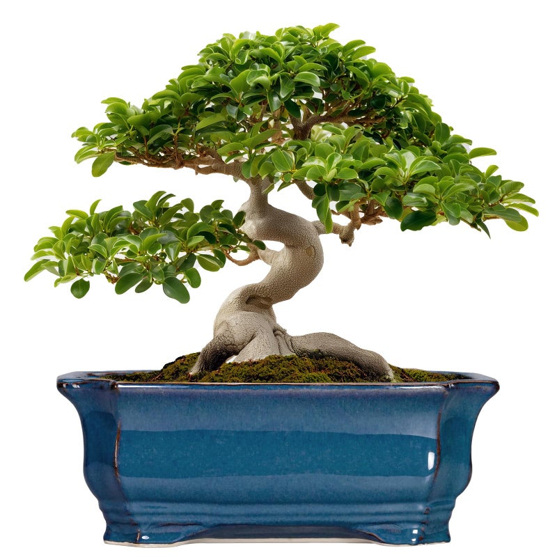 Teagas Bonsai Tree Pot - 13.7 Inch Large Ceramic Succulent Planter for Indoor Outdoor, Rectangle Plant Pot with Drainage Hole, Decorative Flower Pots, Home Decor, Gifts for Plant Lovers, Retro Blue - Image 1